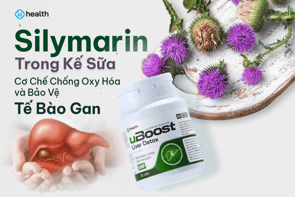 Silymarin trong kế sữa – Cơ chế chống oxy hóa và bảo vệ tế bào gan Silymarin trong kế sữa – Cơ chế chống oxy hóa và bảo vệ tế bào gan