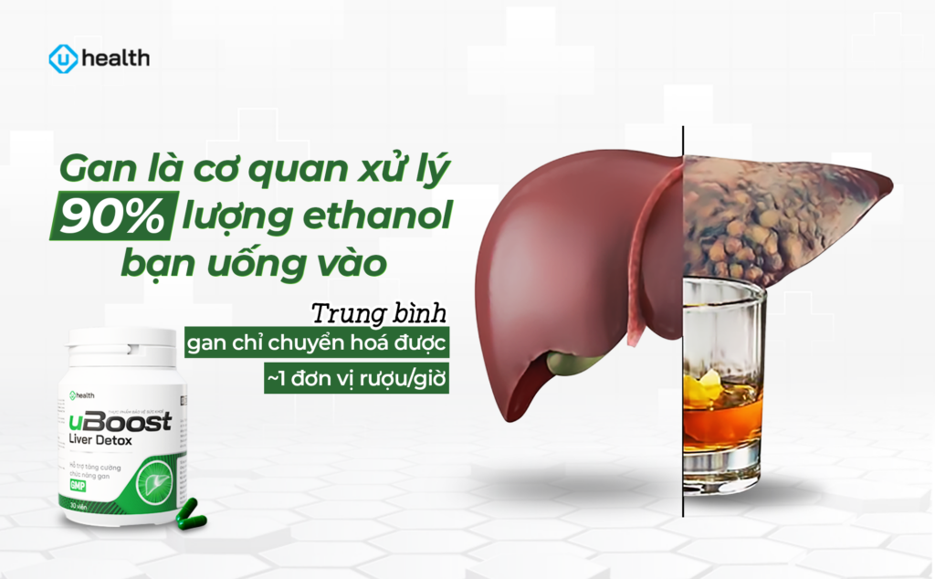 Bảo vệ gan khi uống rượu: Vì sao bạn mệt 2–3 ngày sau mỗi cuộc nhậu?